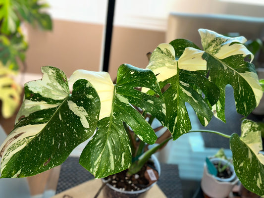 Monstera Thai Constellation - high variegation