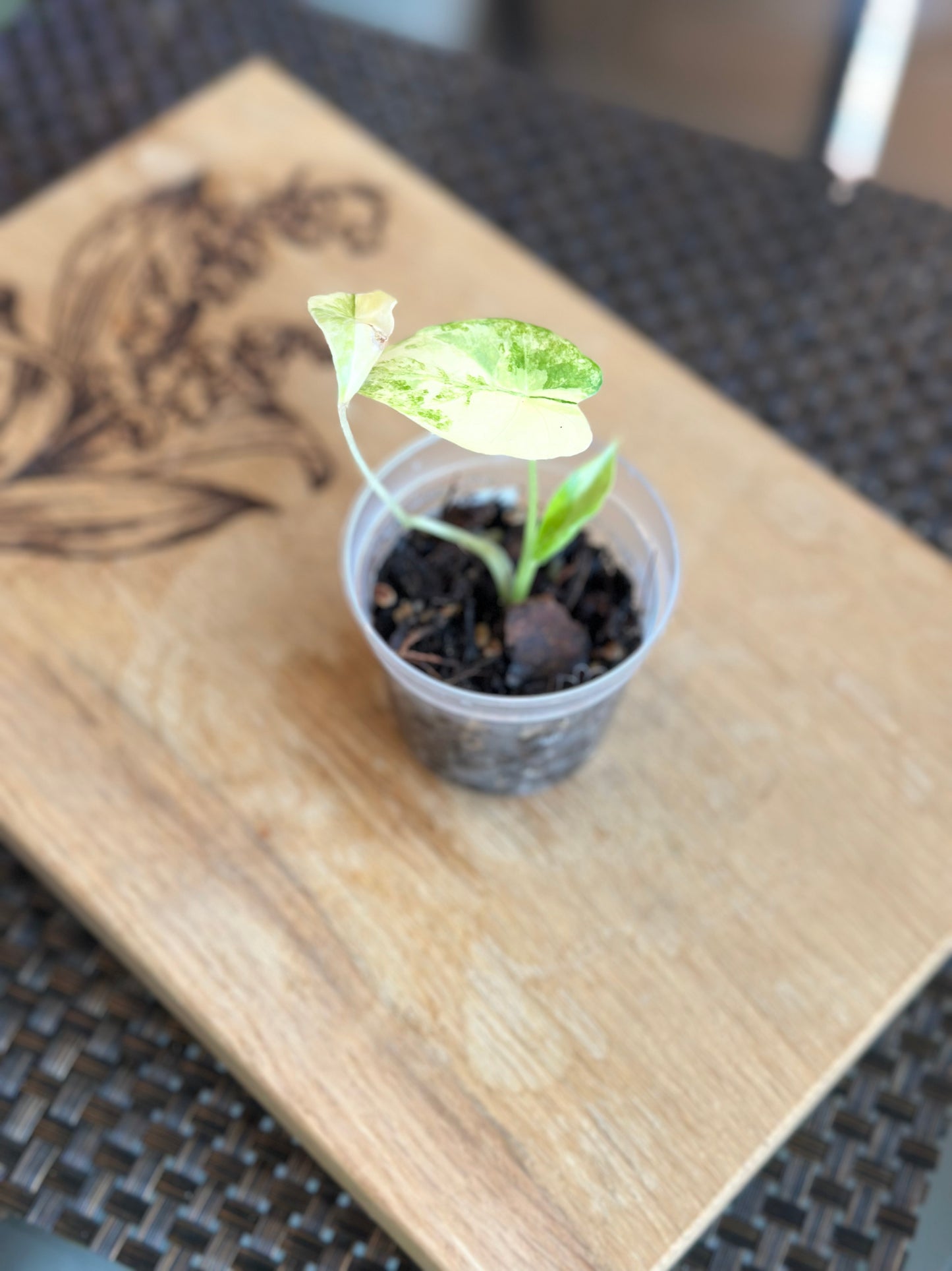 Alocasia Gageana Aurea #3