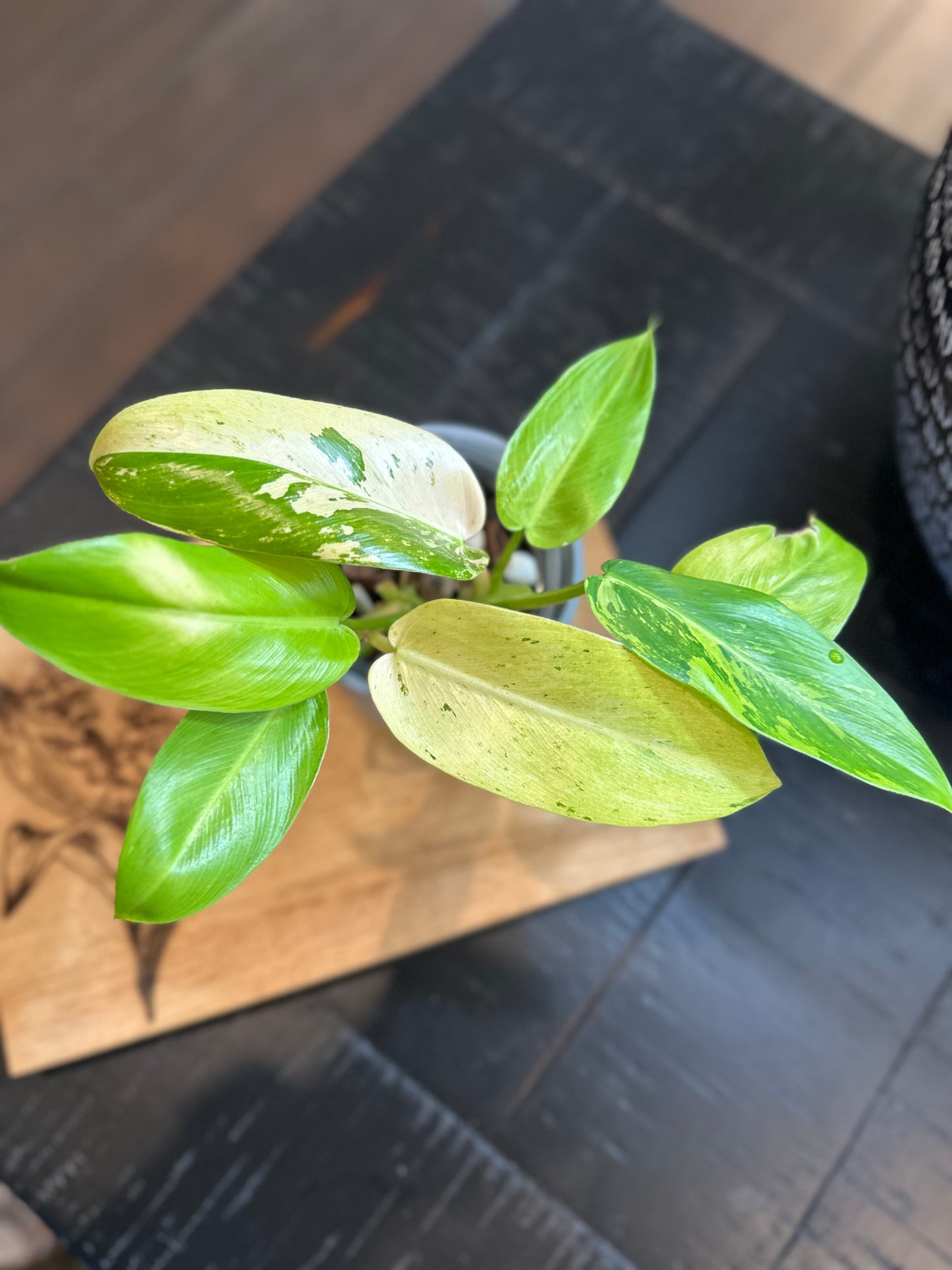 Philodendron Whipple Way (#1)