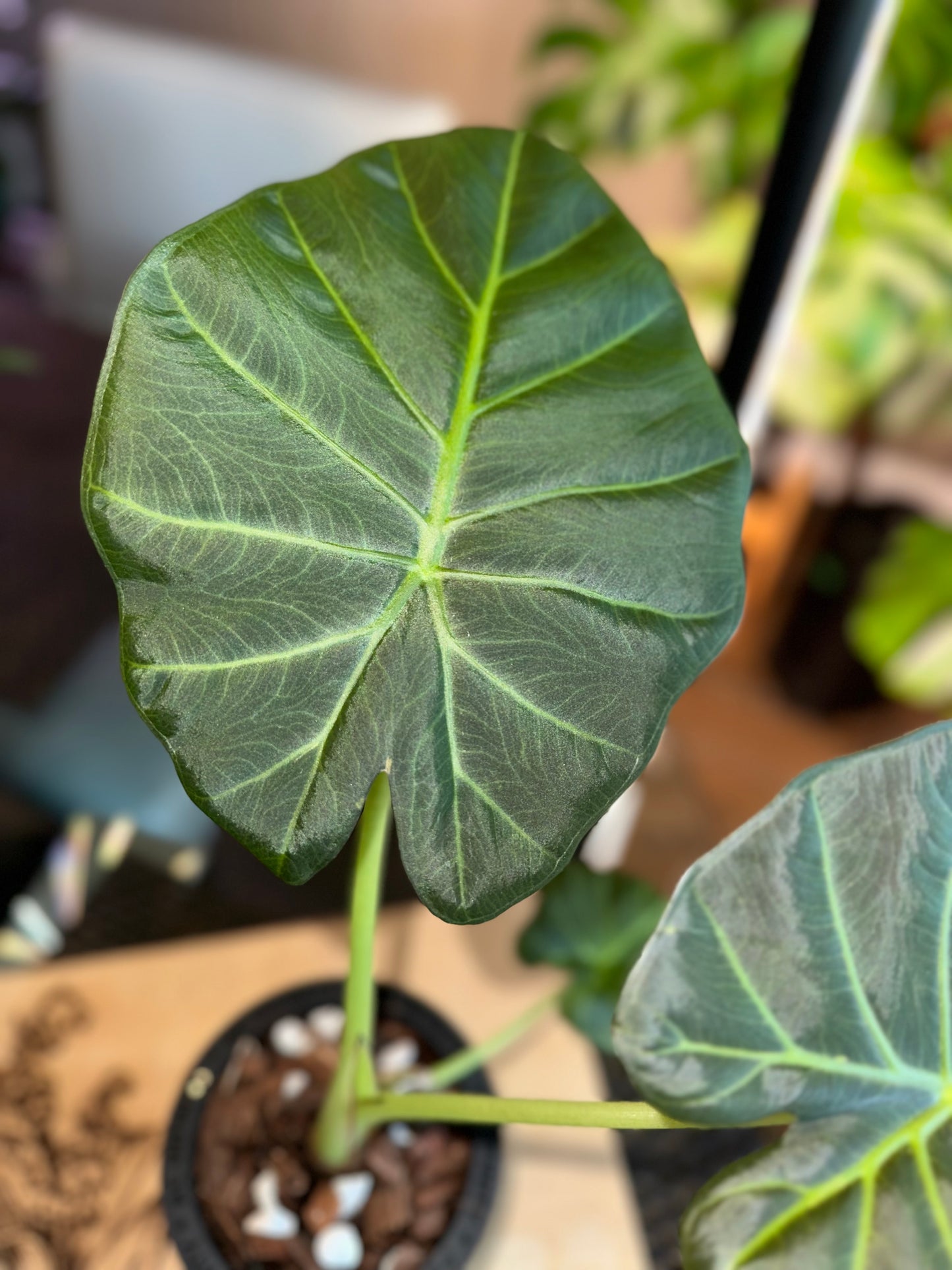 Alocasia Regal Shield Aurea Low Variegation (corm grown)