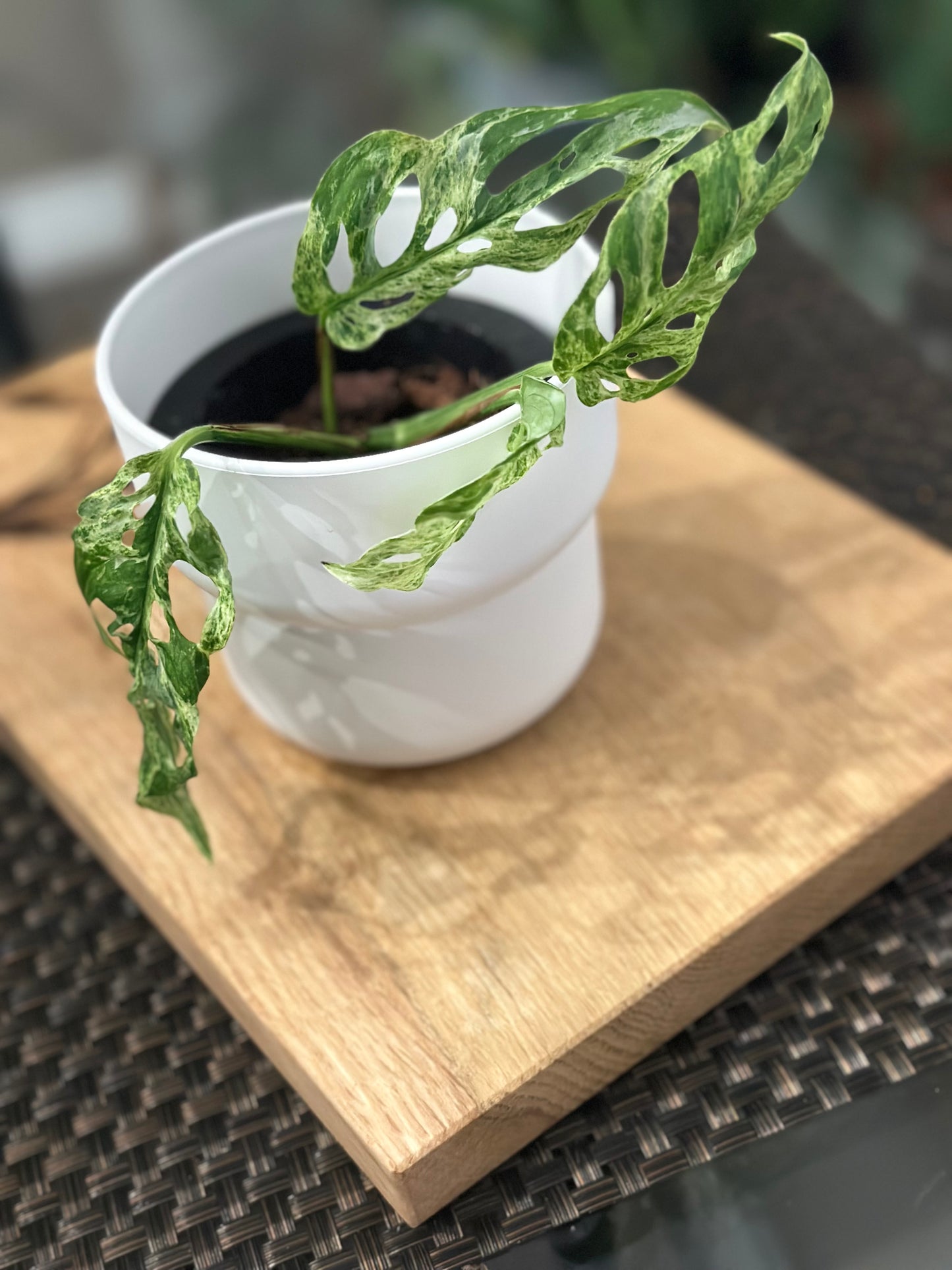 Monstera Adasonii Mottled -C