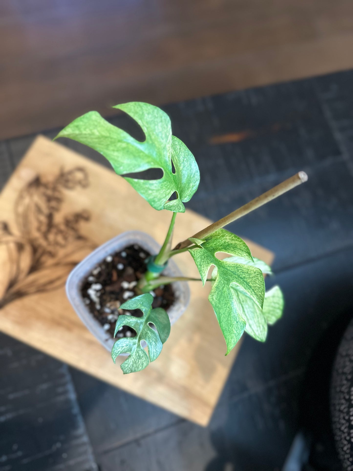 Rhaphidophora Tetrasperma White Monster