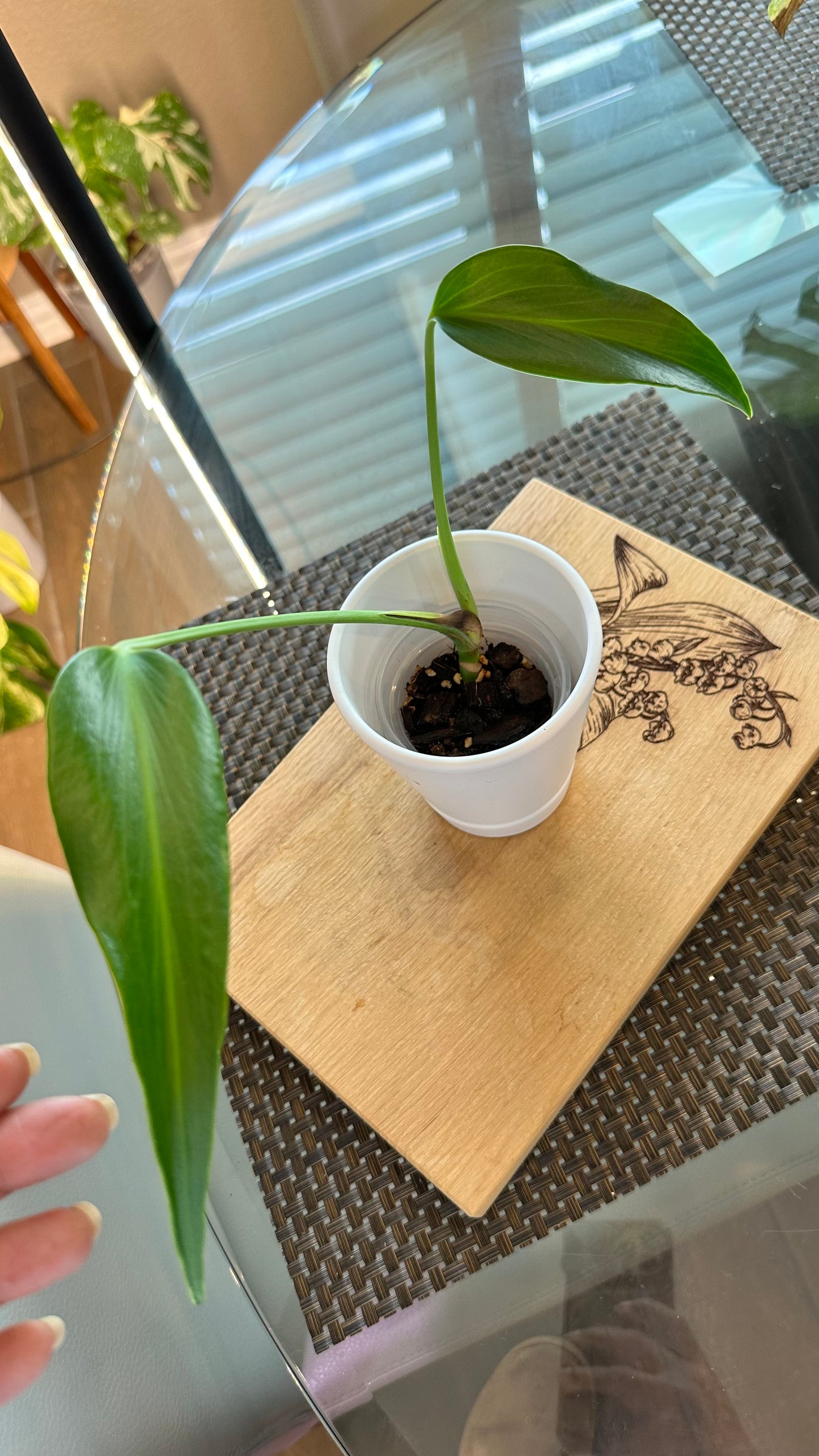 Monstera Burle Marx Flame - #4