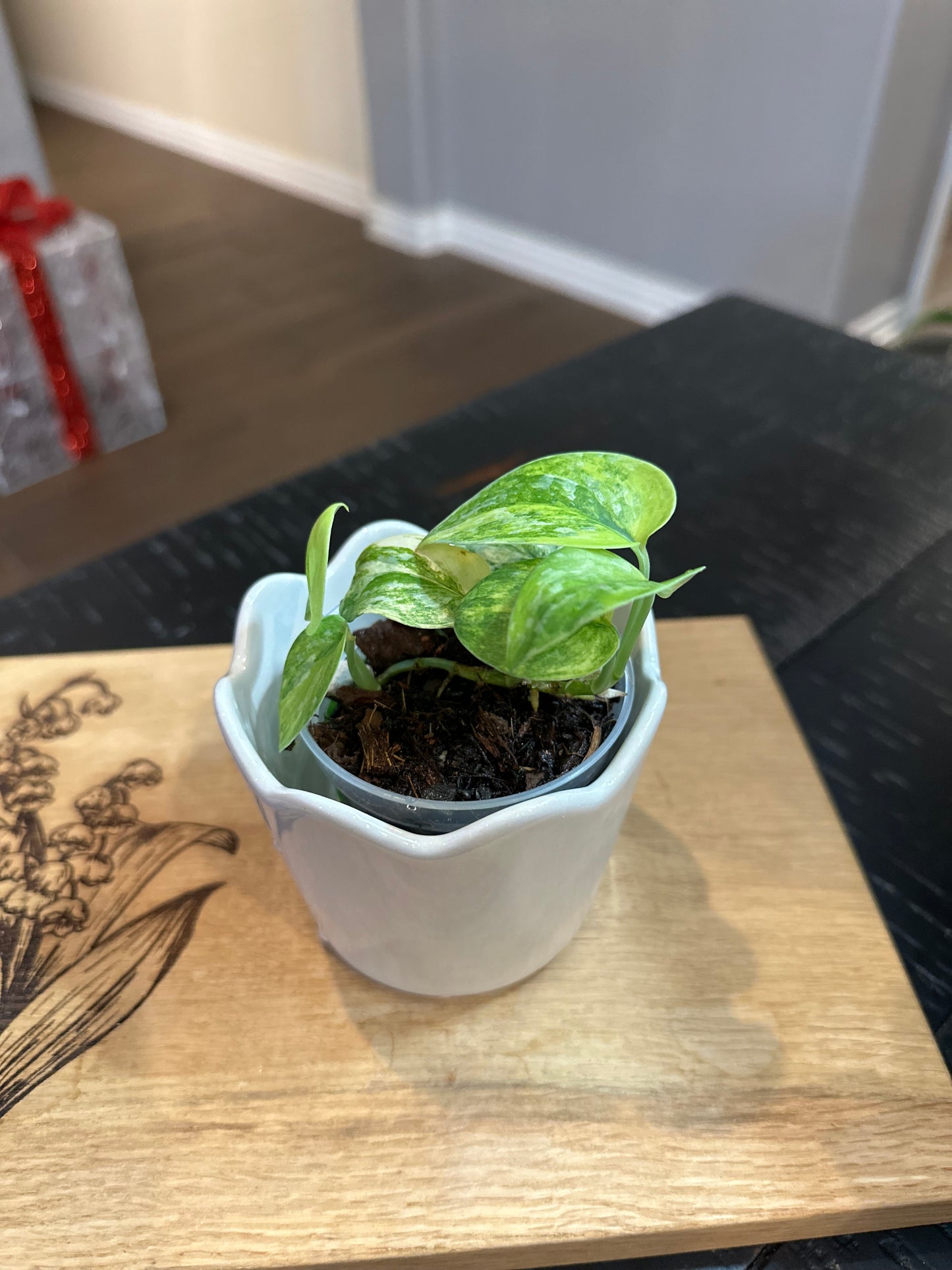 Scindapsis Mayari Albo