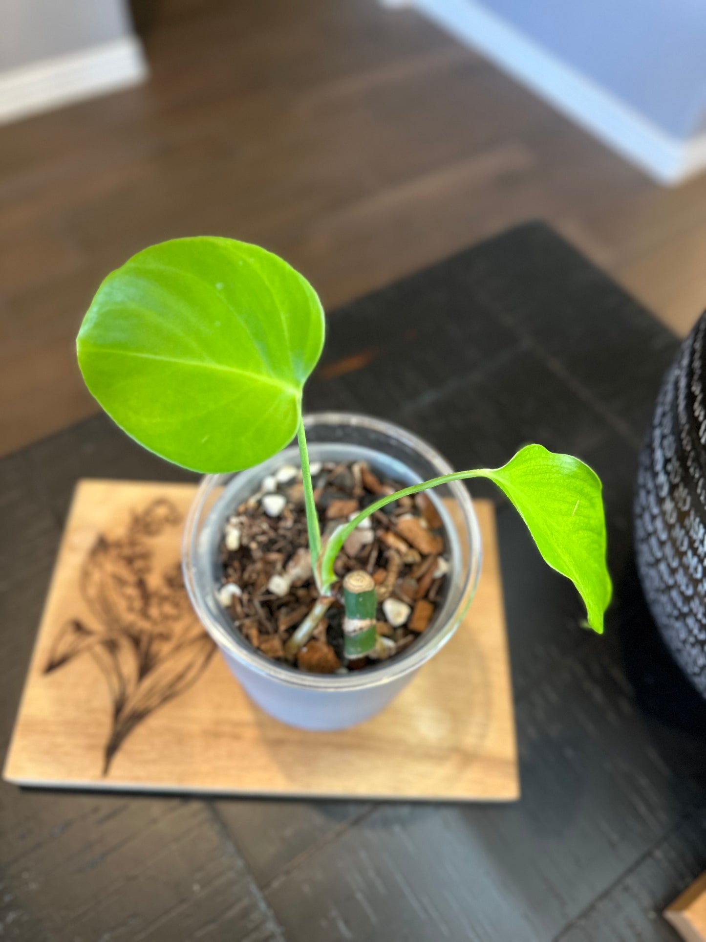 Monstera Sierrana (02) - 4 inches