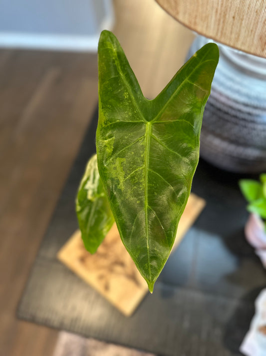 Alocasia Longiloba Albo