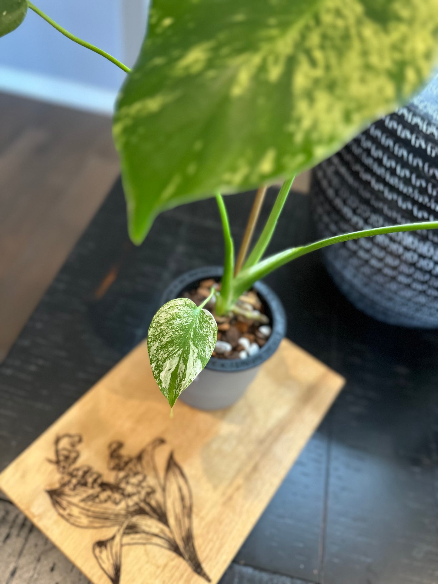 Monstera Mint #2