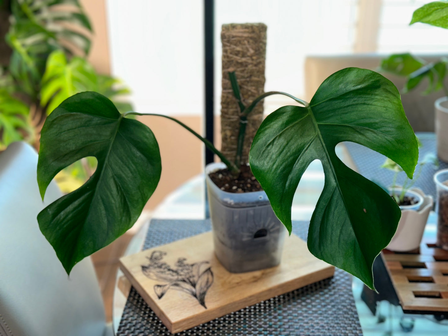 Monstera Sierrana - #4