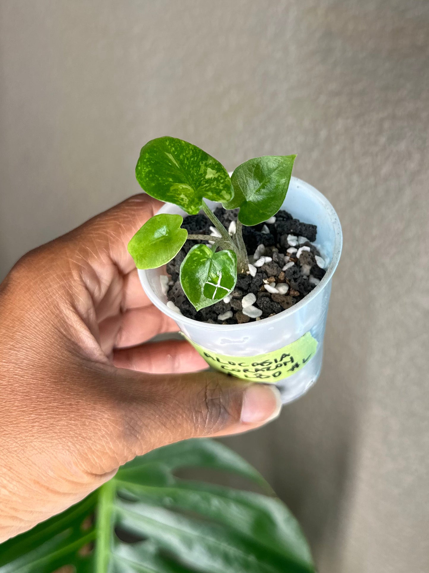 Alocasia Corazon Albo - #6