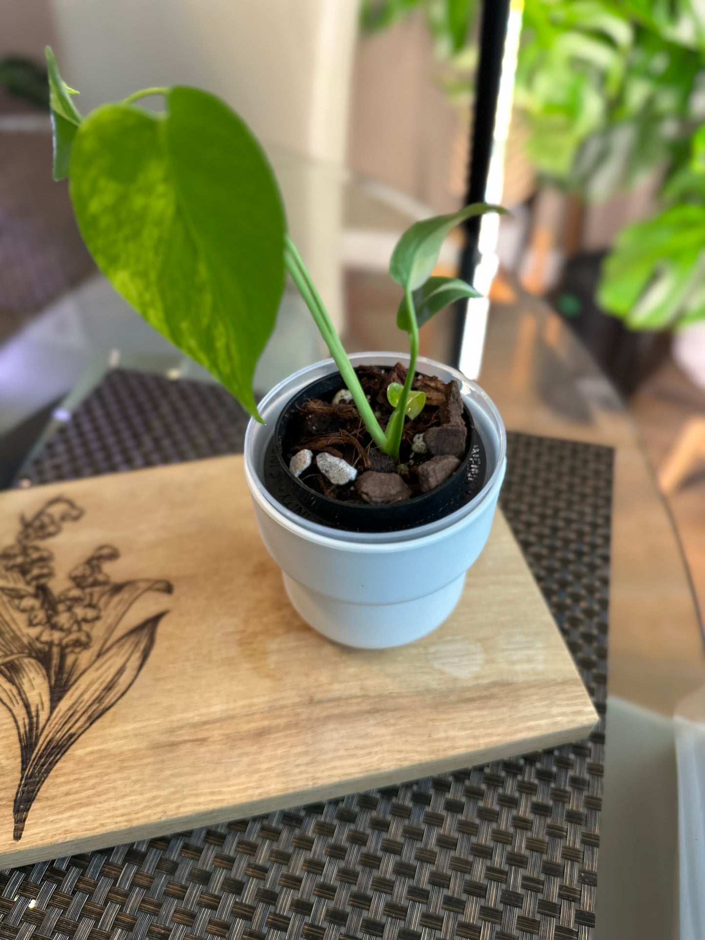 Monstera Yellow Marilyn