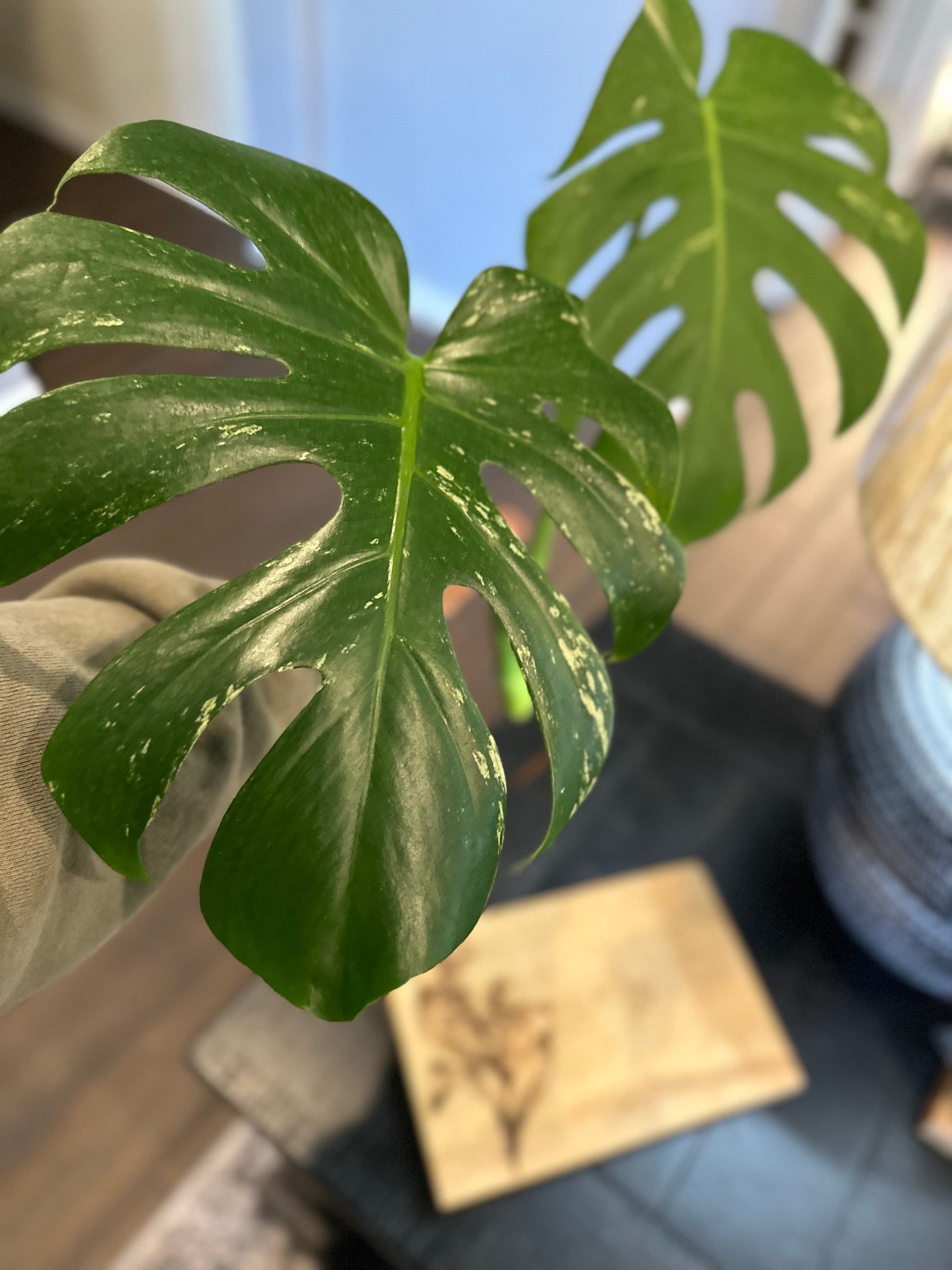 Monstera Mint Top Cutting