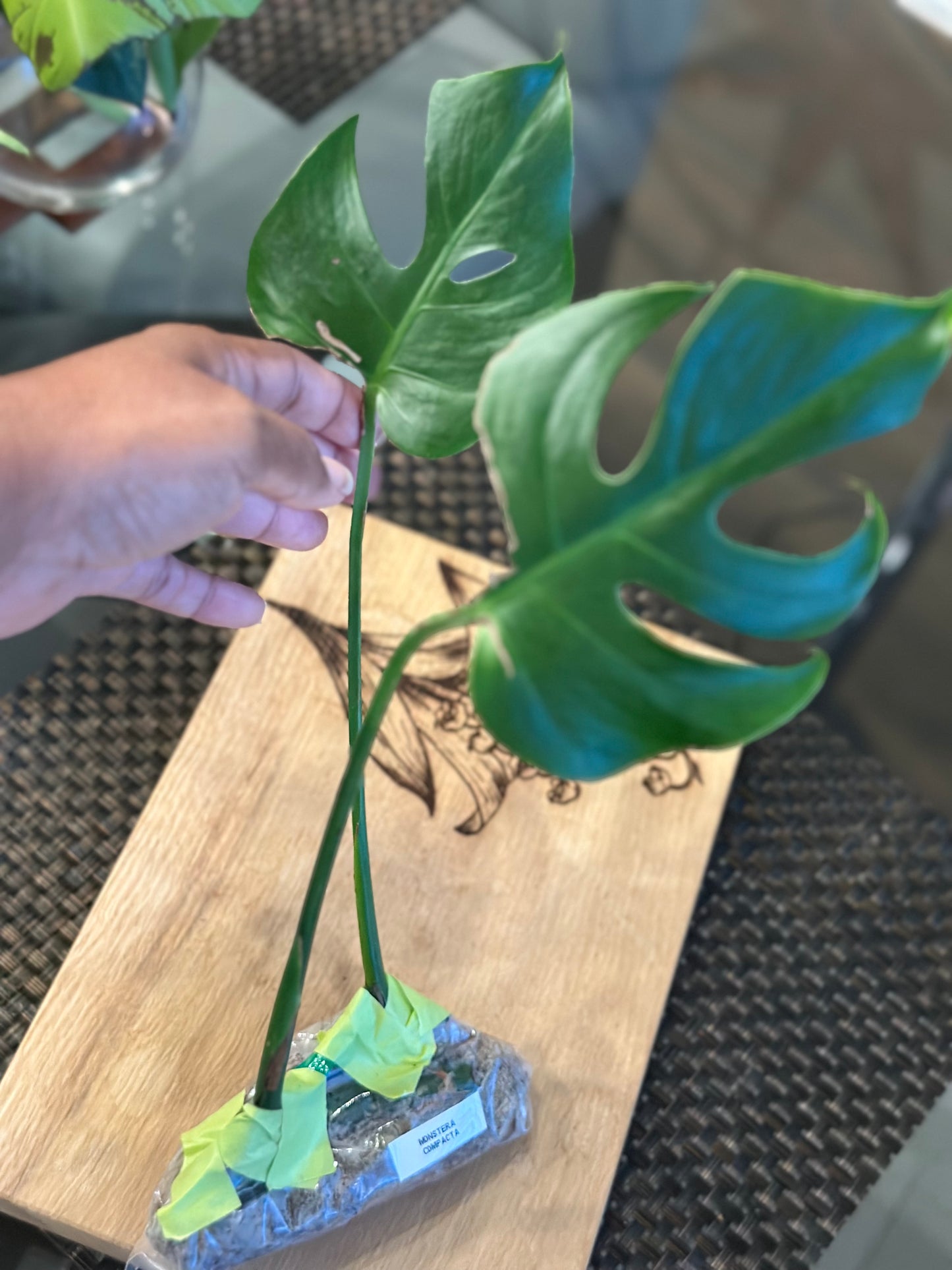 Monstera Compacta - #2