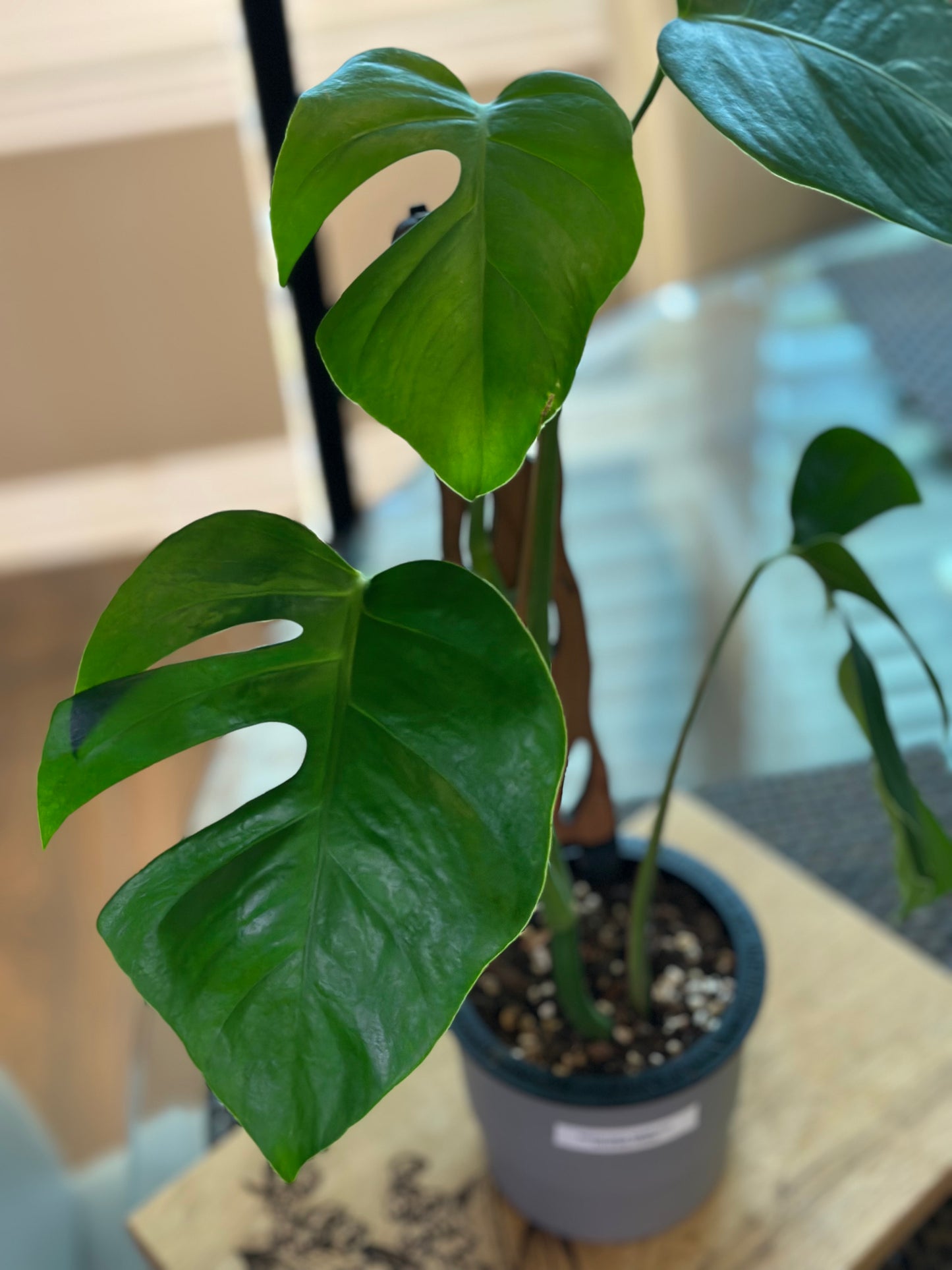 Monstera Sierrana Hawaiian Form