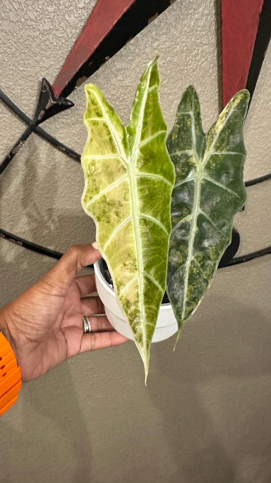 Alocasia Sanderiana Aurea
