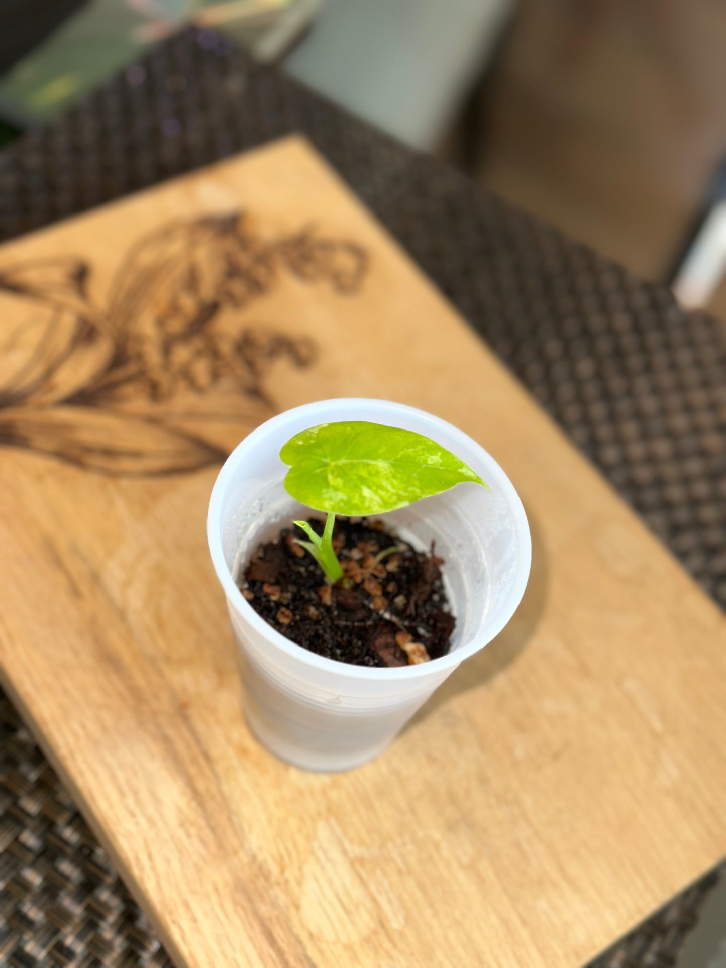 Alocasia Longiloba Albo Pup - #1