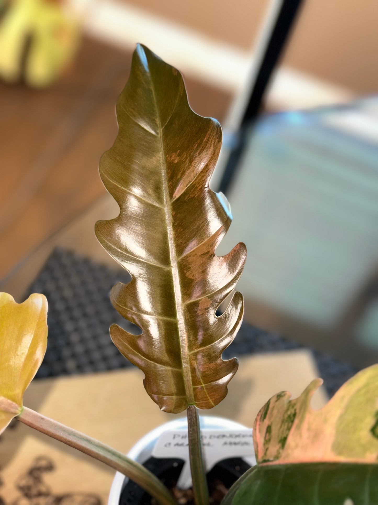 Philodendron Caramel Marble Variegated #1