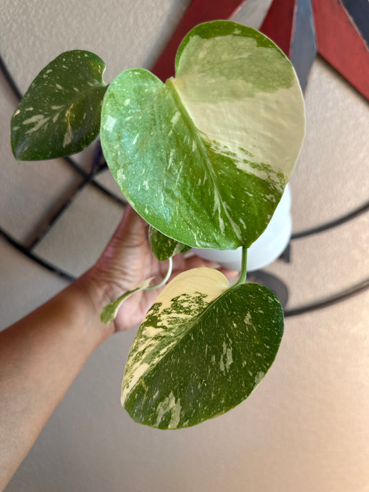 Monstera Creme Brulee - B