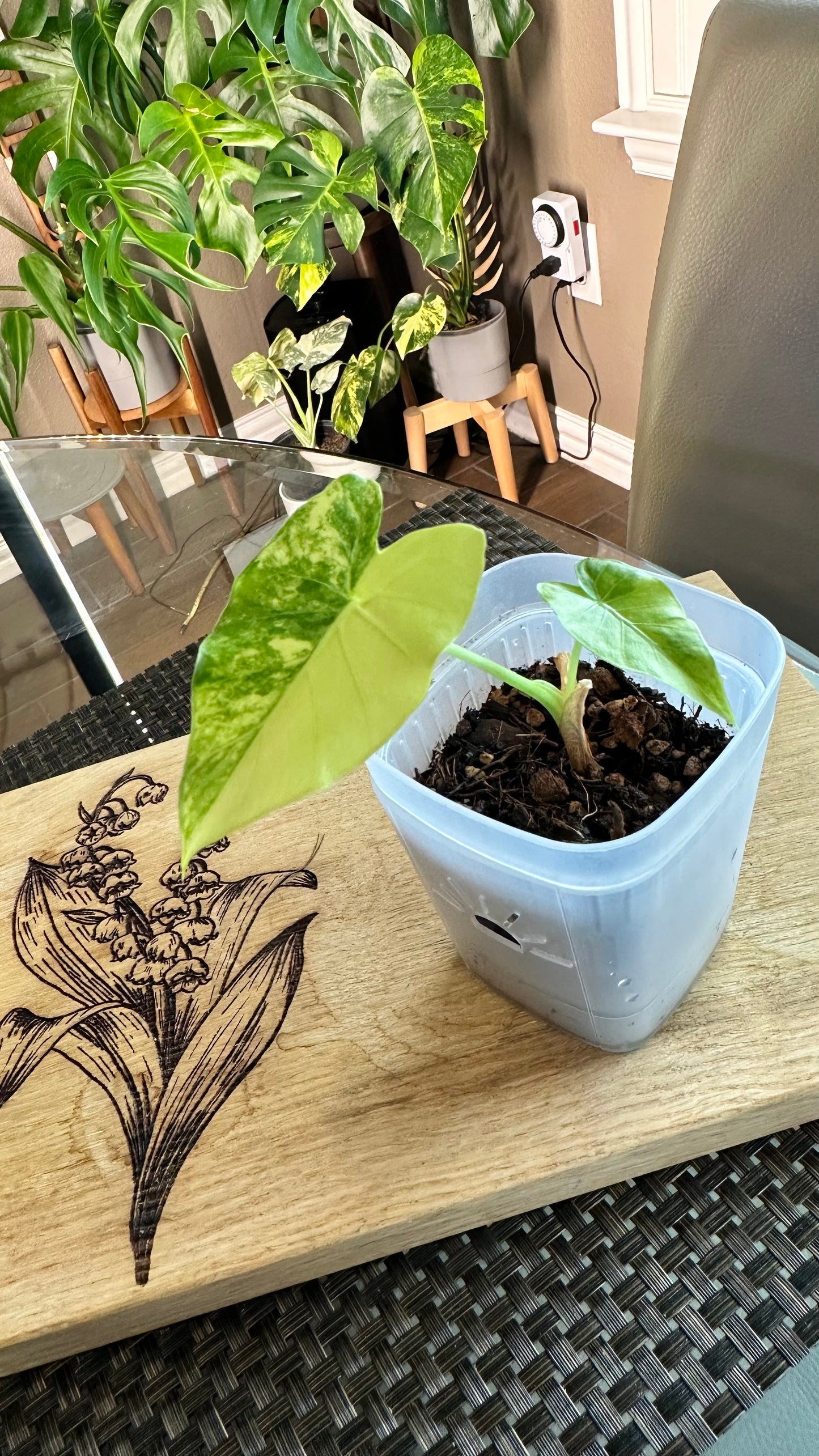 Alocasia Gageana Aurea #2