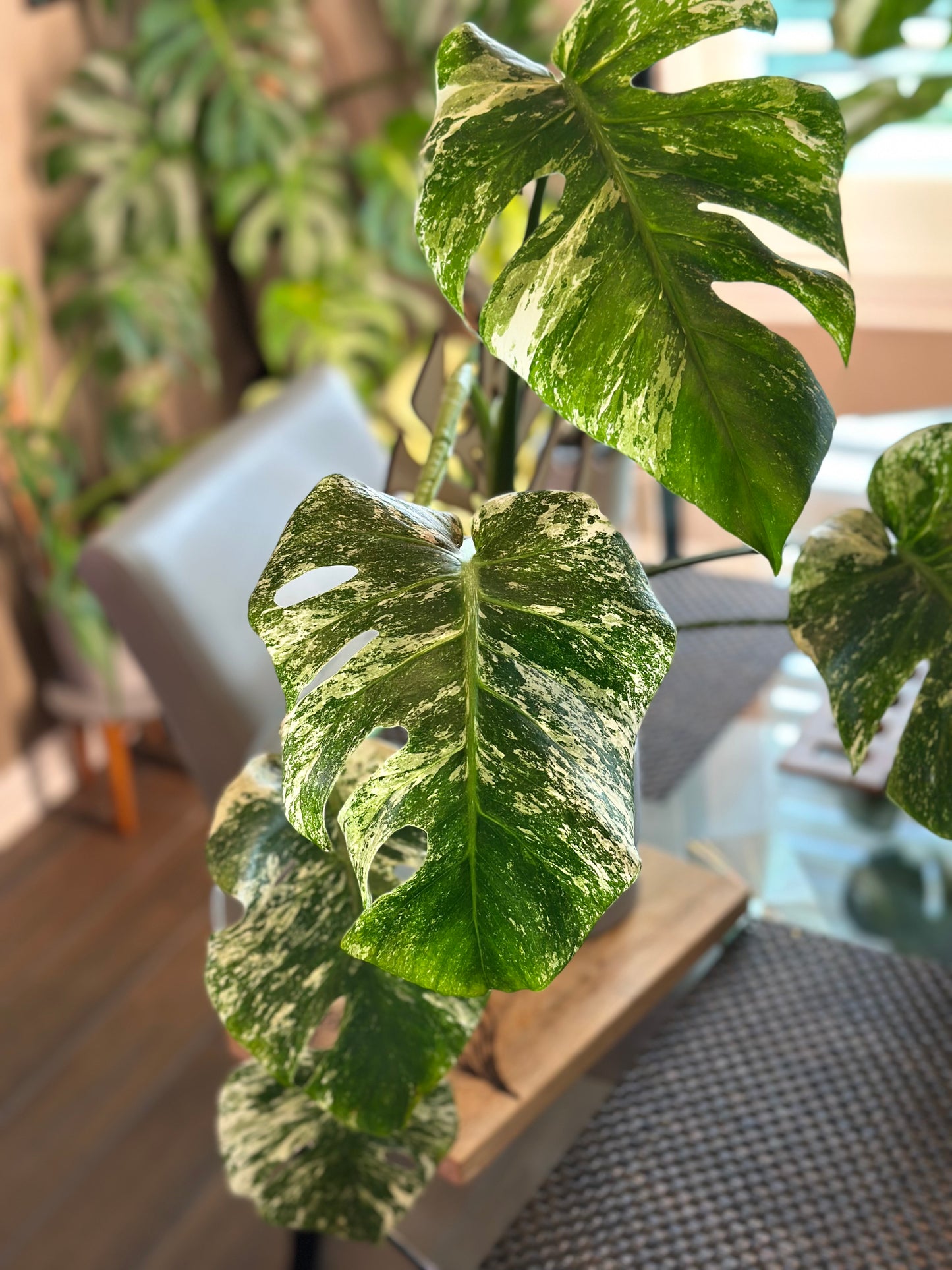 Monstera Mint - A