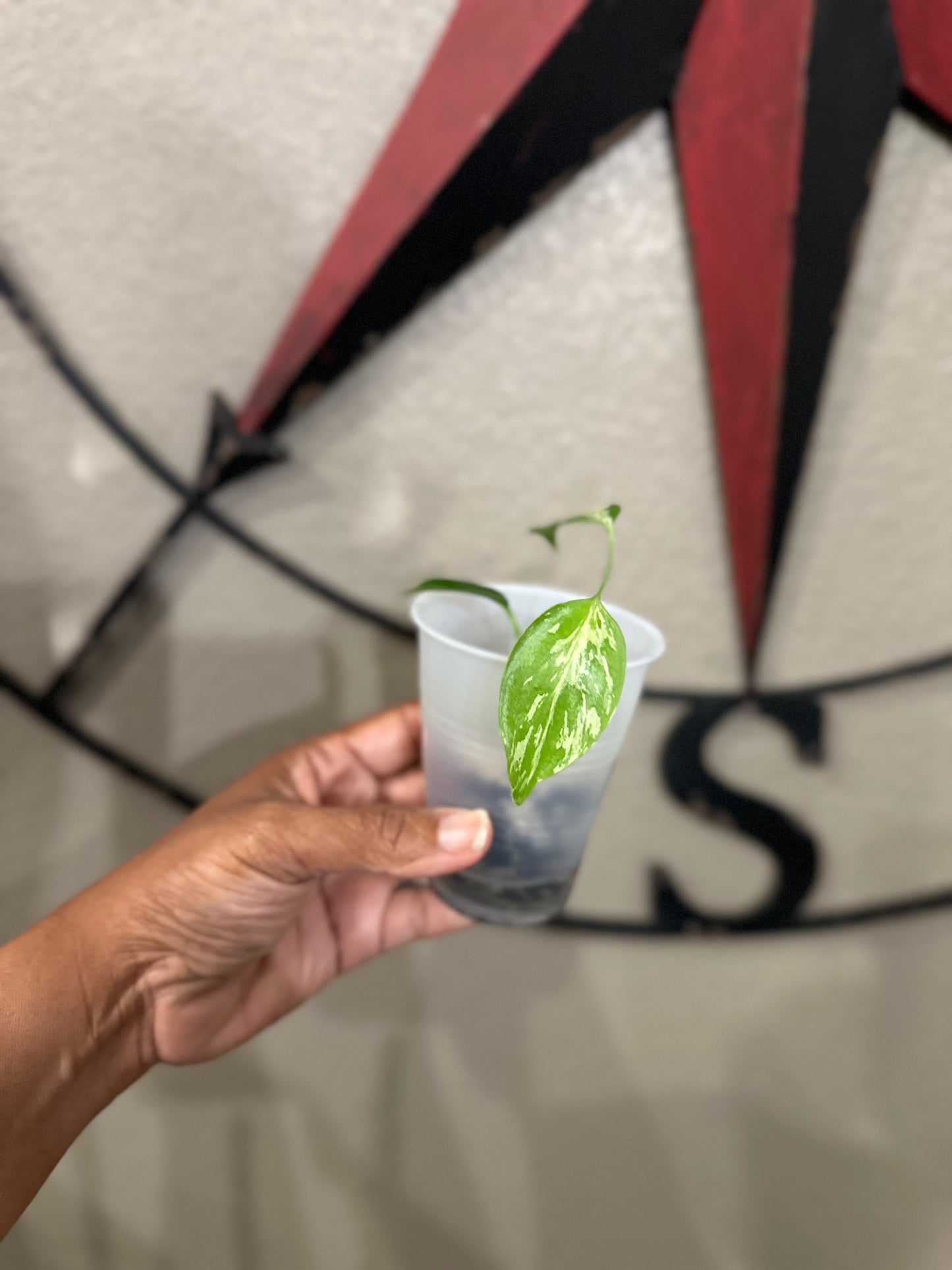 Monstera Bulbasaur - D