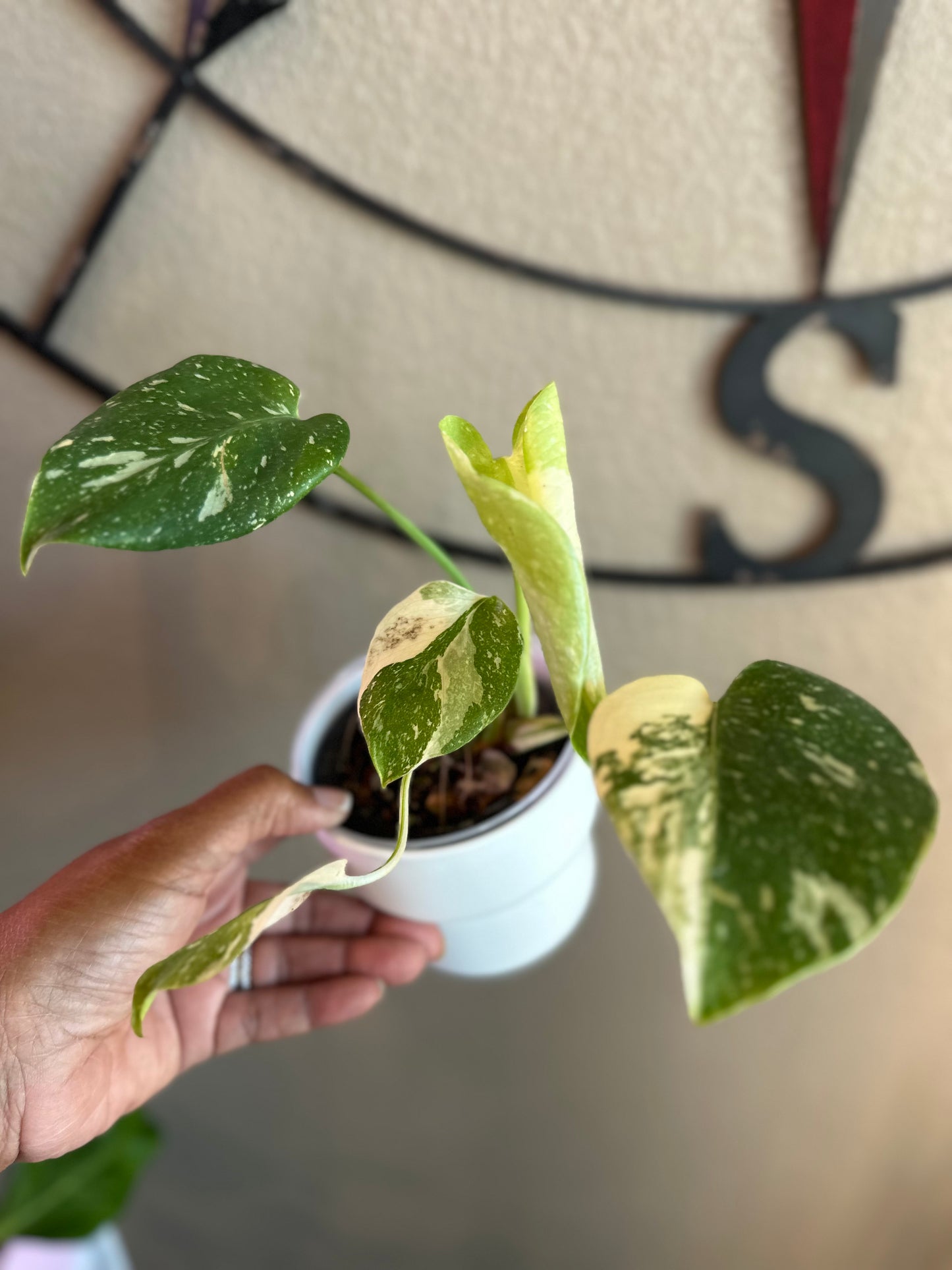 Monstera Creme Brulee - B