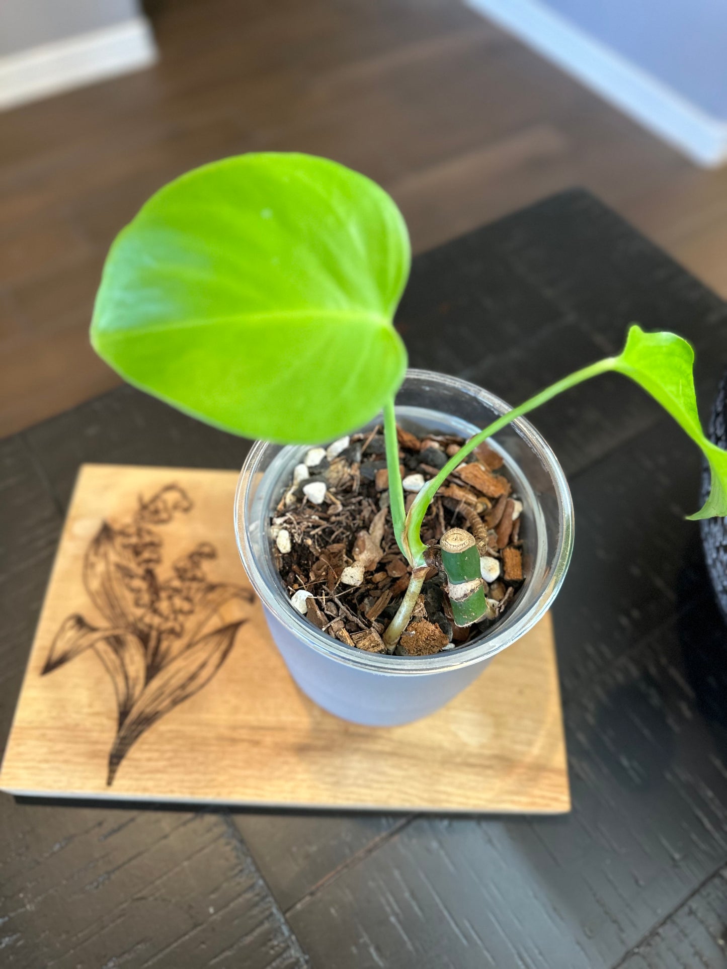 Monstera Sierrana (02) - 4 inches