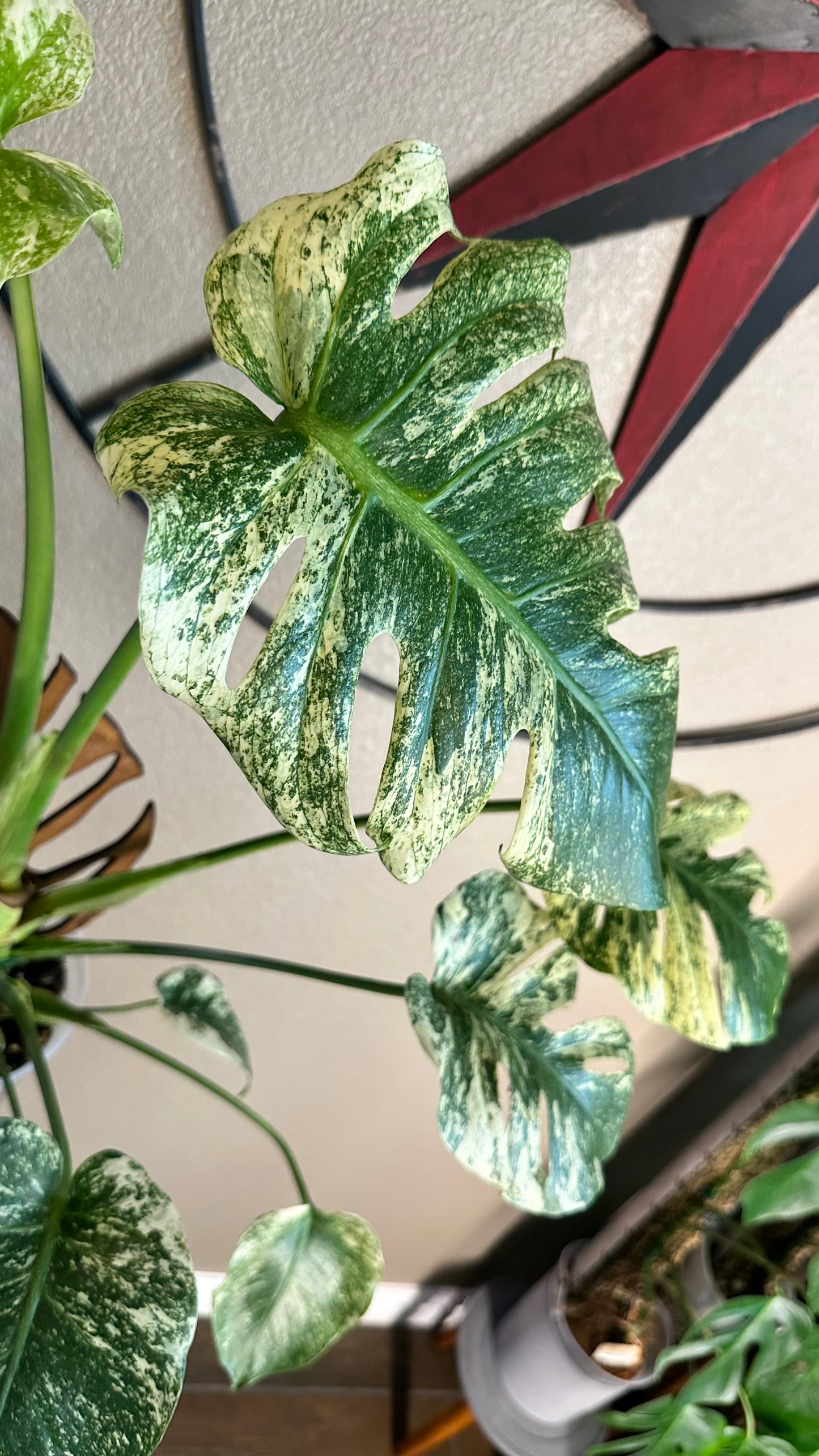 Monstera Mint - B