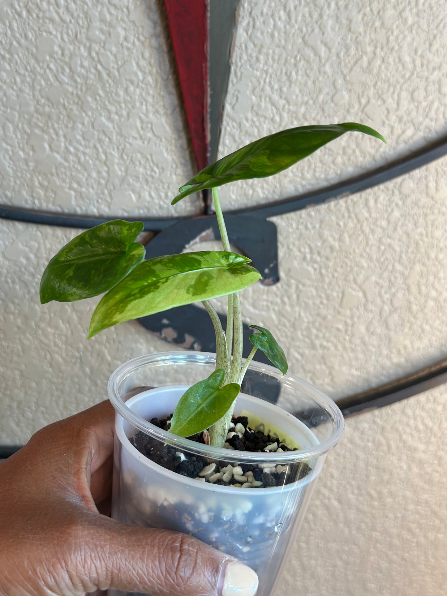 Alocasia Corazon Albo - #7