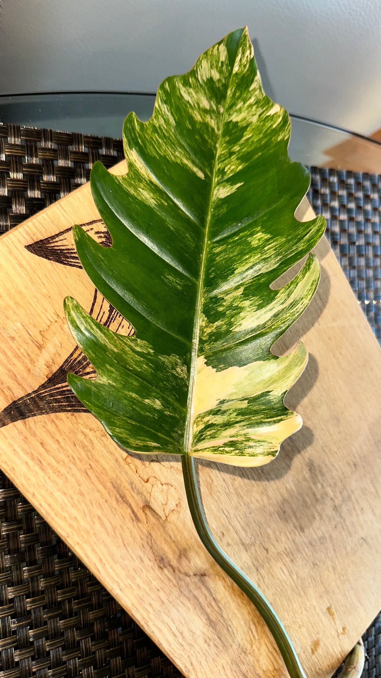 Philodendron Caramel Marble Variegated - #4