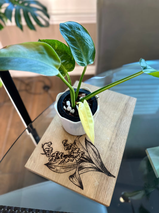 Philodendron Green Congo Hybrid Variegated