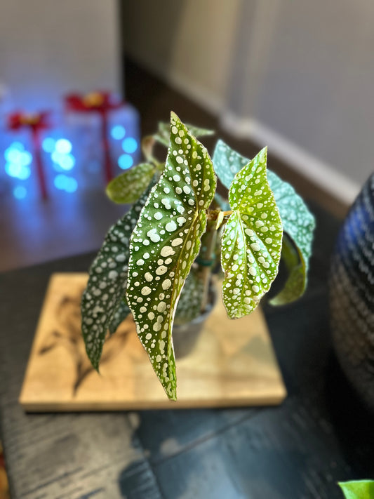 Begonia Maculata #3