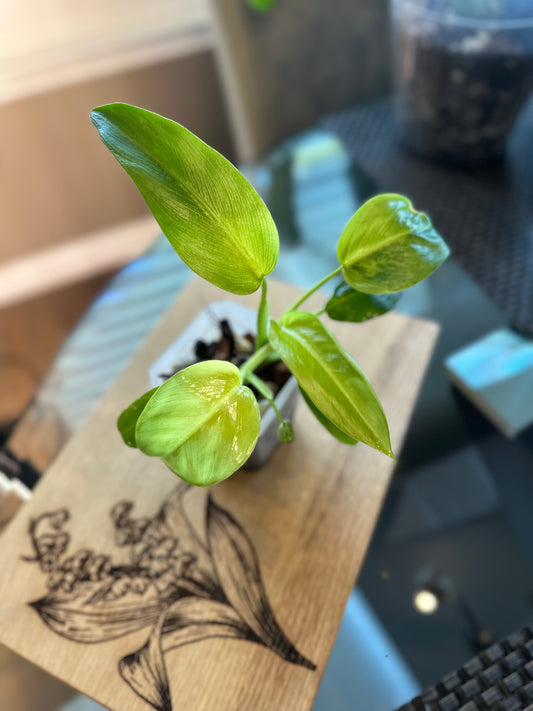 Philodendron Whipple Way (#2)