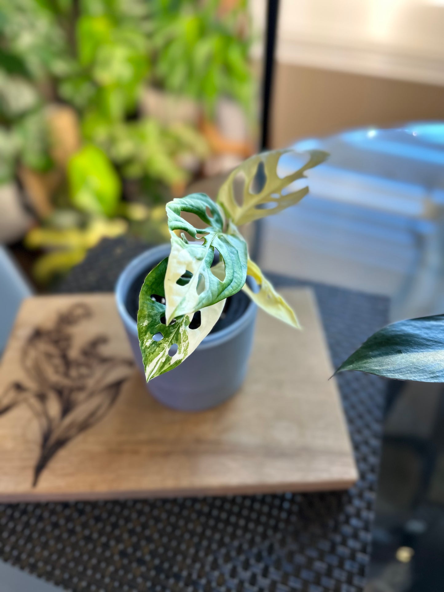 Monstera Adasonii Japanese Tricolor