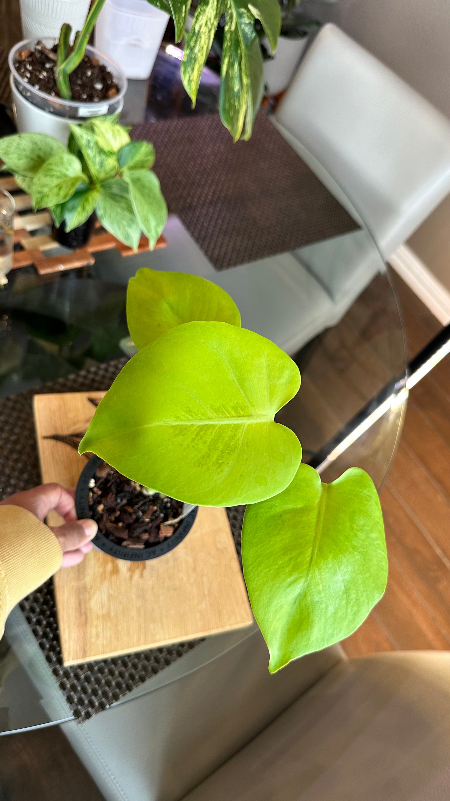 Monstera Lemon Lime
