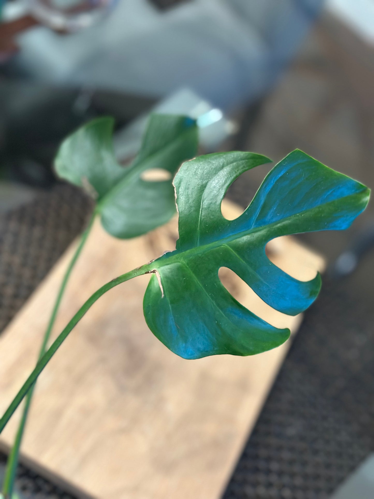 Monstera Compacta - #2
