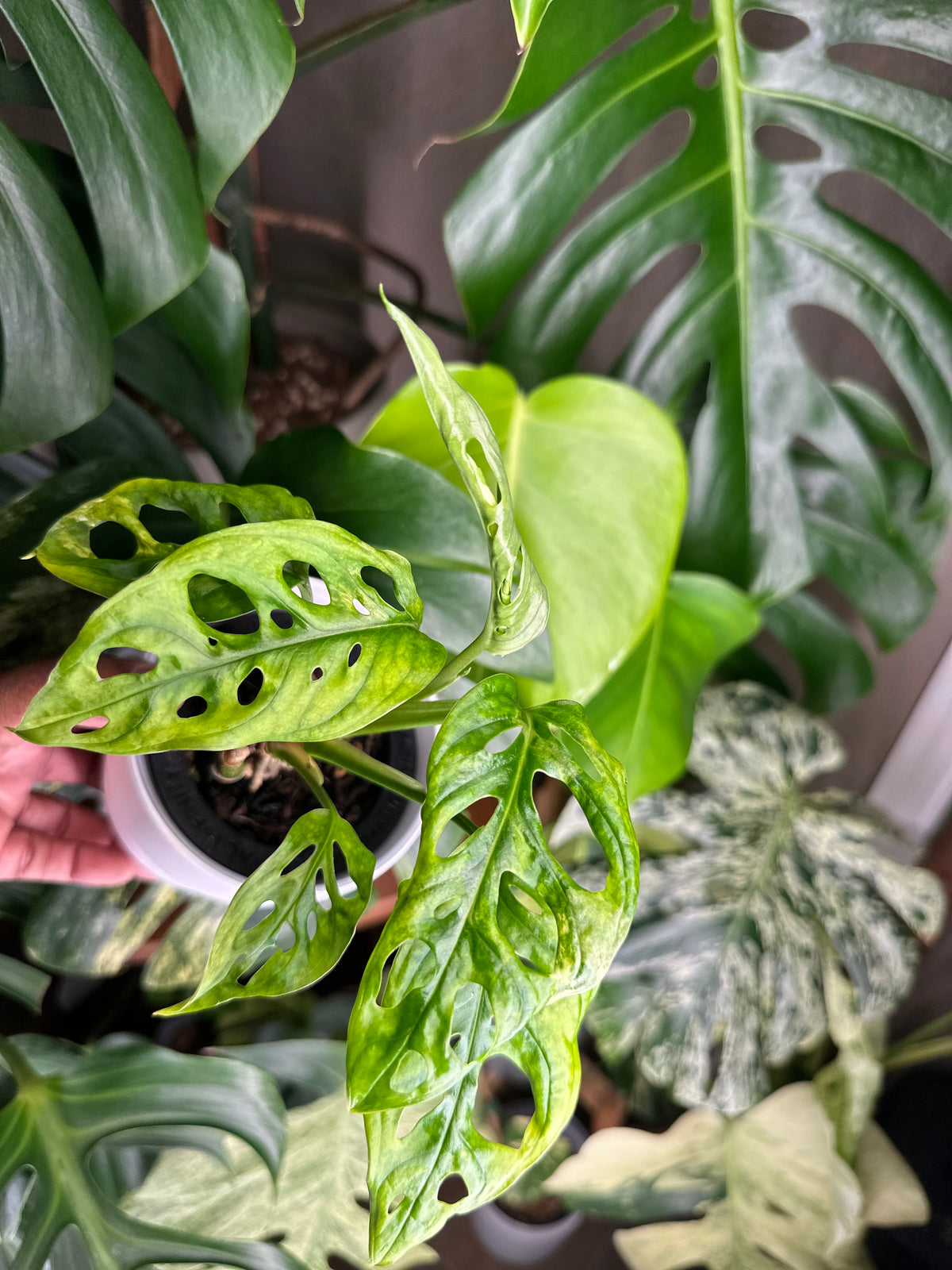 Monstera Adansonii Japanese Tricolor