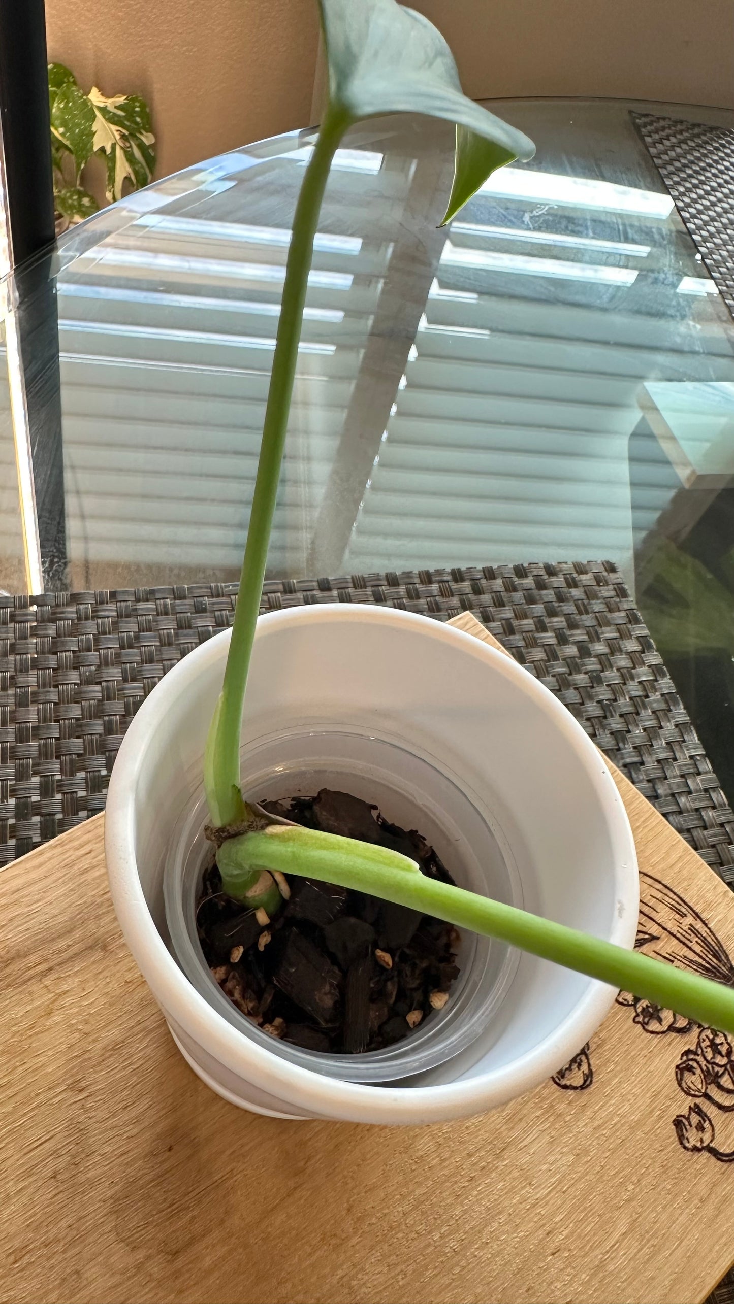 Monstera Burle Marx Flame - #4