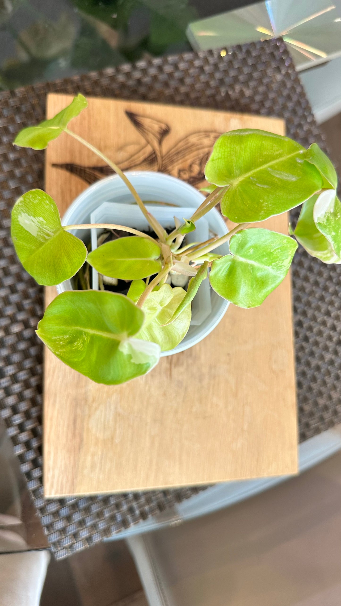 Philodendron Burle Marx Variegated