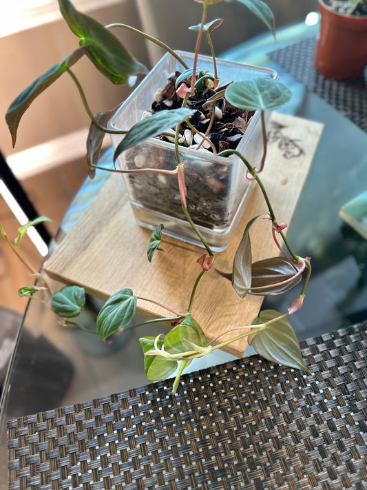 Philodendron Micans - 4 inch