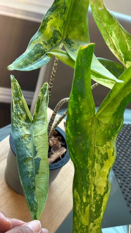 Alocasia Tigrina Superba Variegated (4 inch)