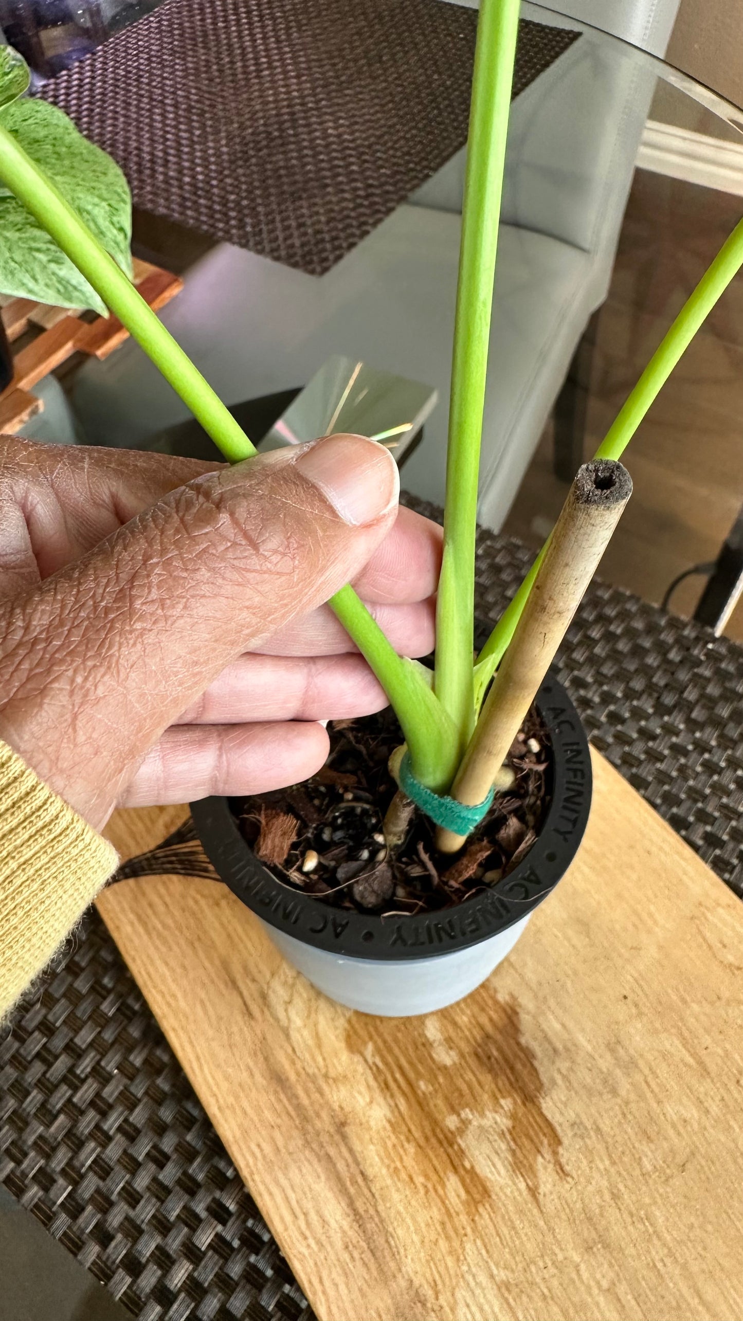 Monstera Lemon Lime