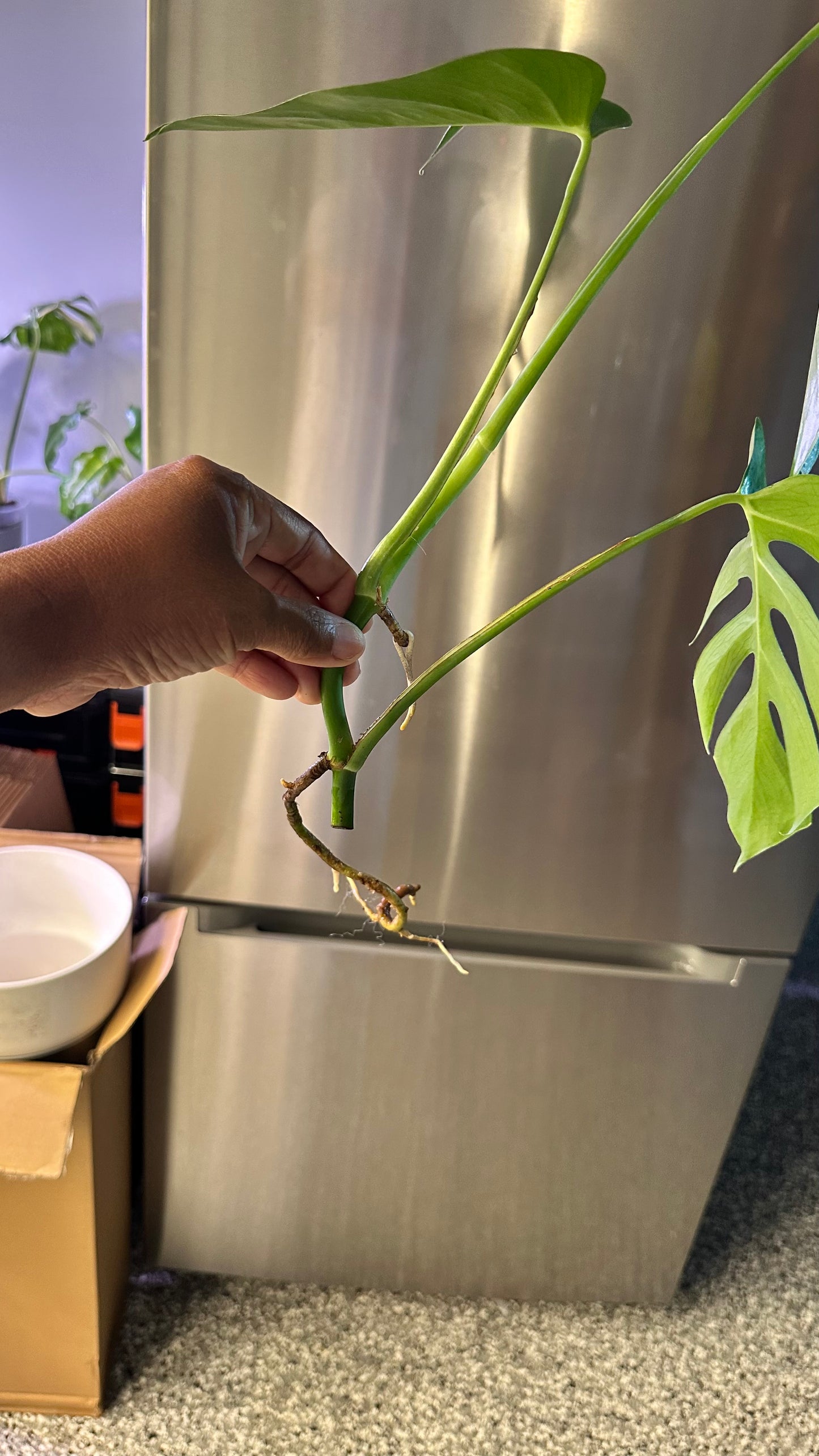 Monstera Sierrana Hawaiian Form Top Cutting