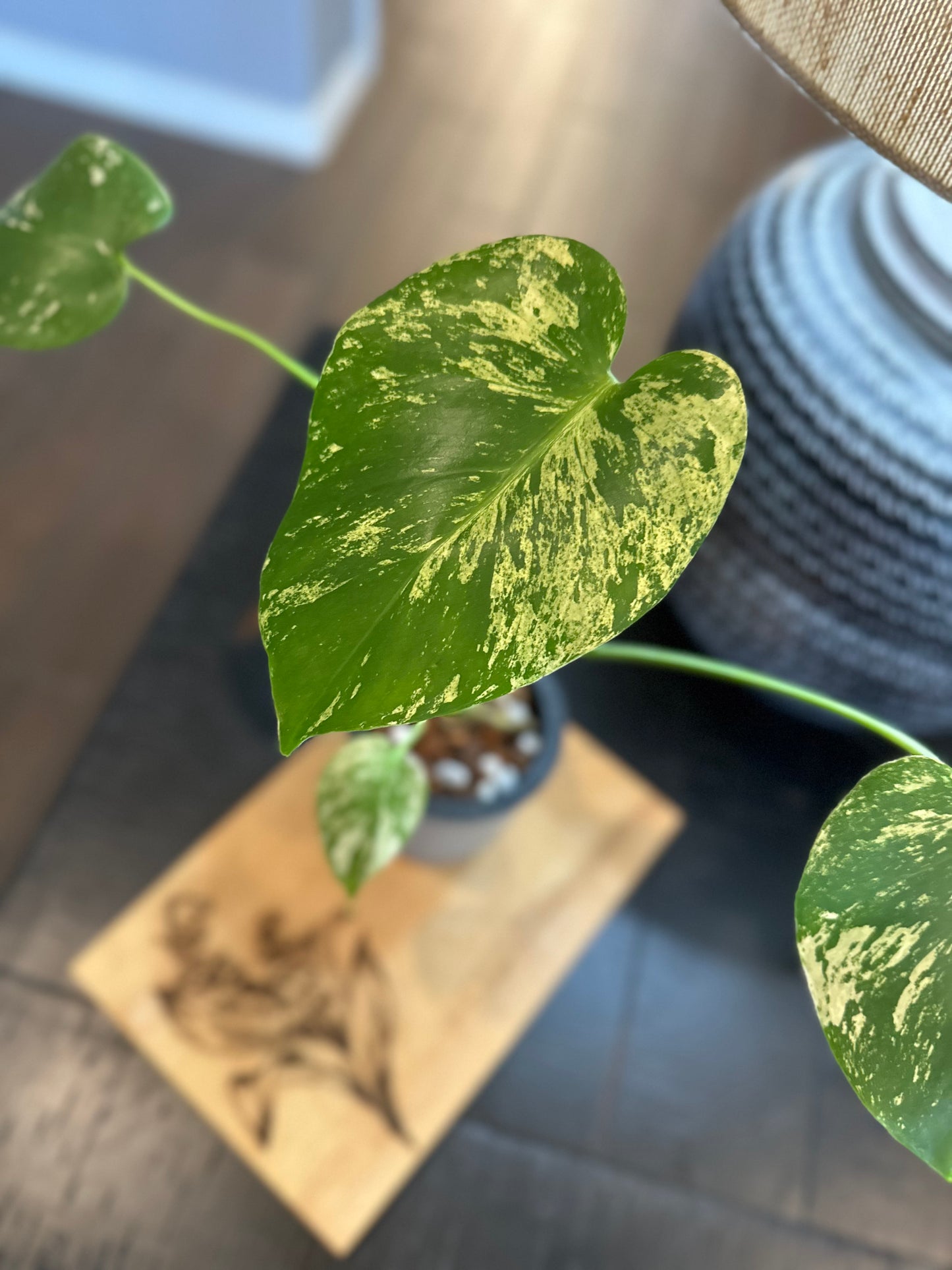 Monstera Mint #2