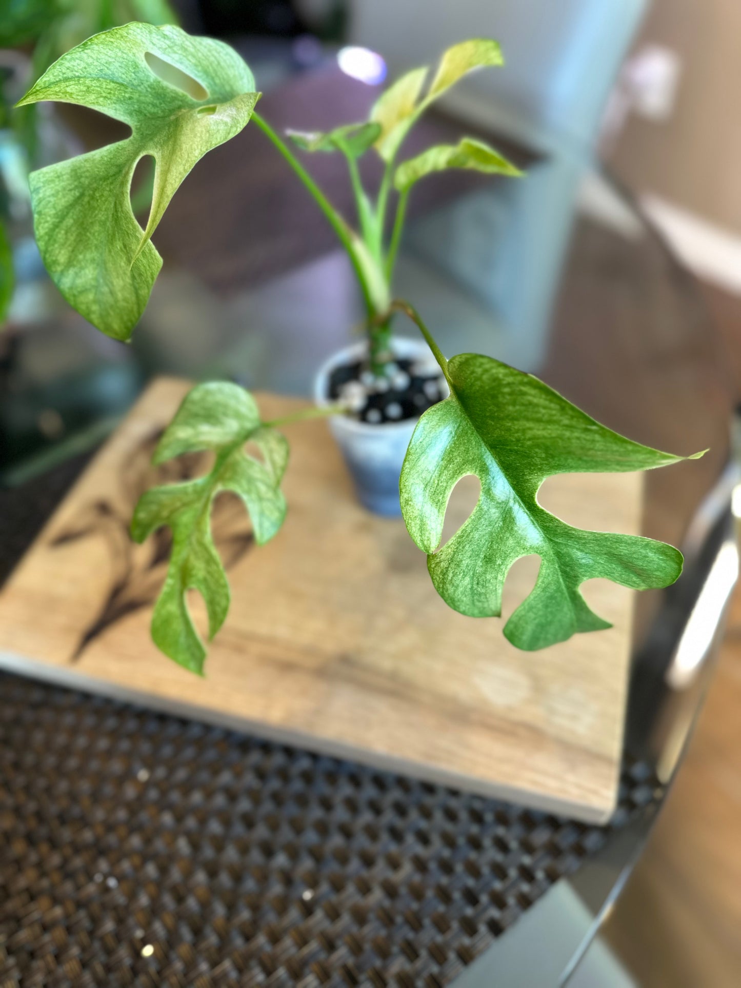 Rhaphidophora Tetrasperma White Monster