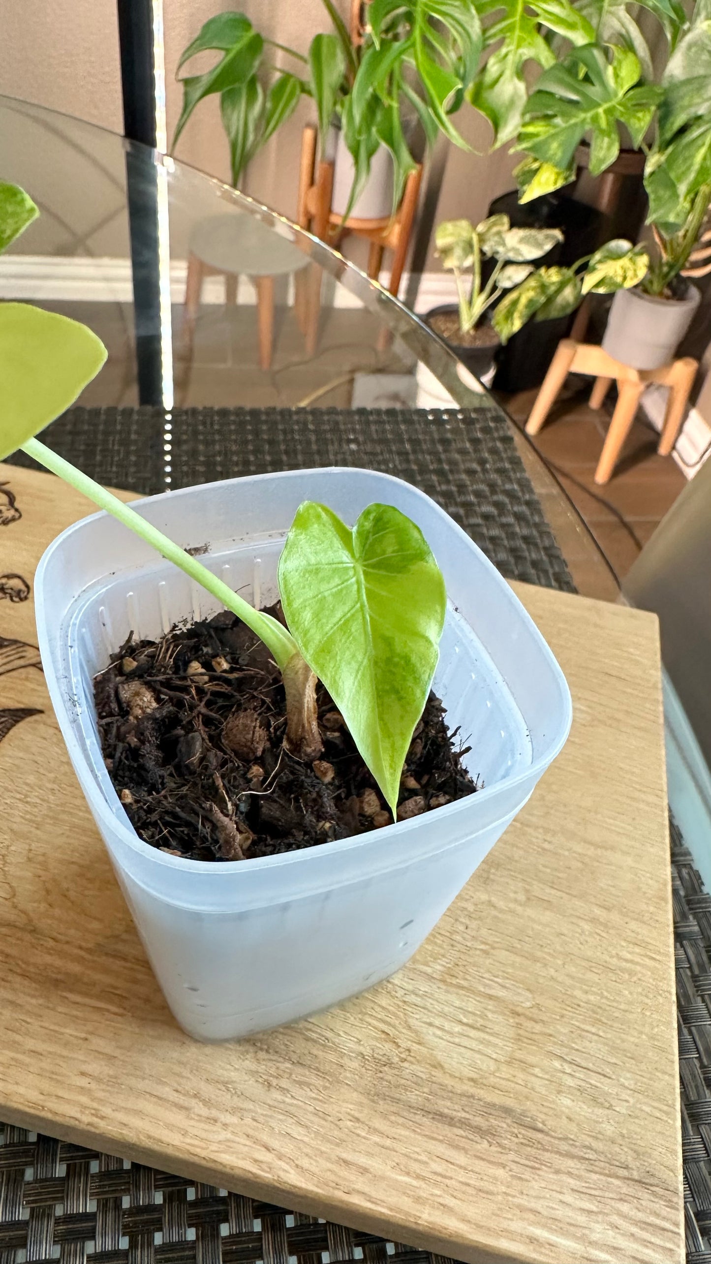 Alocasia Gageana Aurea #2