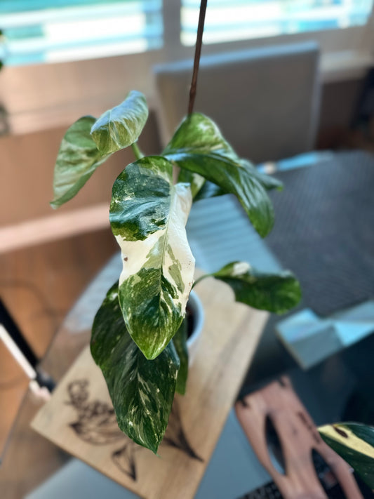 Monstera Variegated Lechleriana