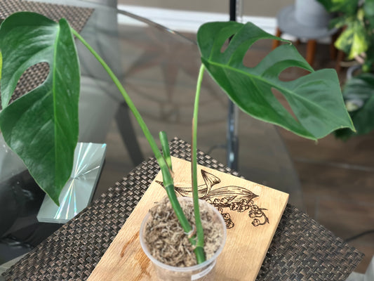 Monstera Sierrana - #2