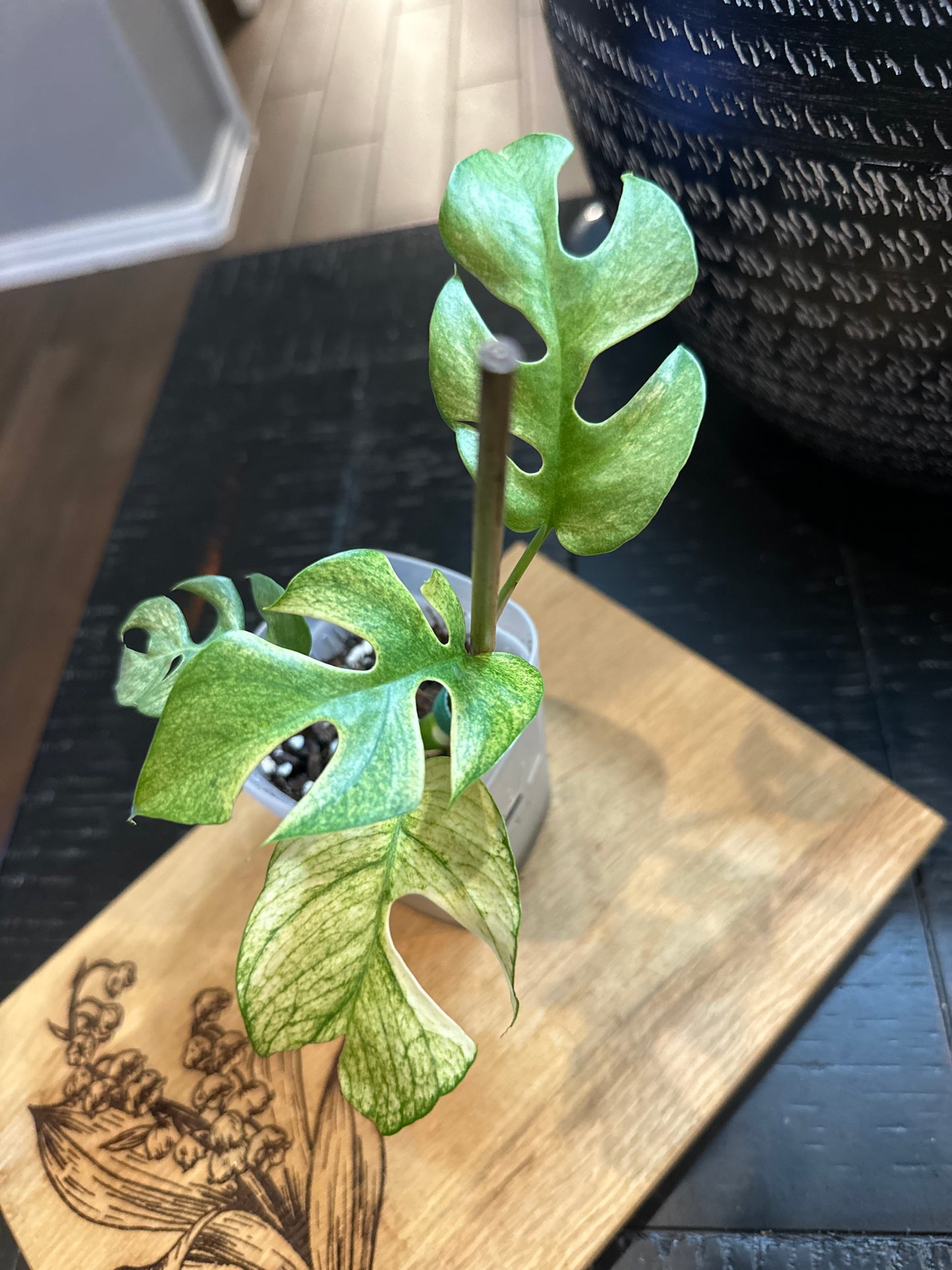 Rhaphidophora Tetrasperma White Monster