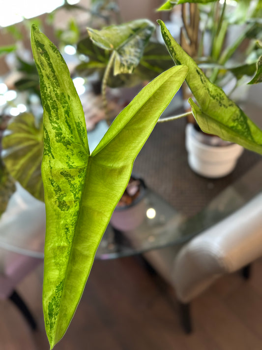 Alocasia Tigrina Superba Variegated (4 inch)
