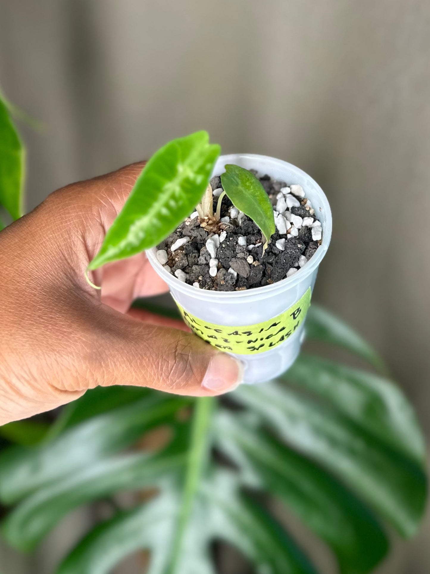 Alocasia Amazonica Aurea Splash - B